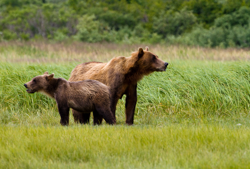 Grizzly Bear Sow And Cub